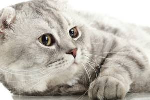 Лечение при ГКМП у кота - советы врачей на каждый день
