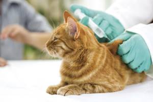 Кот не может сходить по маленькому - советы врачей на каждый день