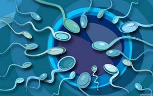 Может ли ухудшиться спермограмма от перпаратов? - советы врачей на каждый день