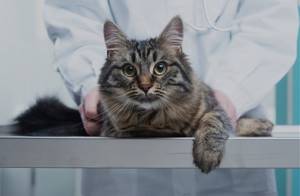 Кот начал хромать - советы врачей на каждый день