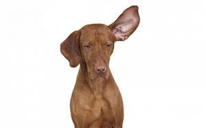 Посинело ухо у собаки - советы врачей на каждый день