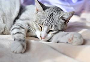 Лечение артроза у кошки - советы врачей на каждый день