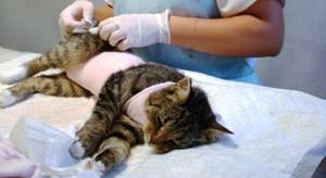 Опухоль у кошечки - советы врачей на каждый день