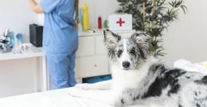 Вакцинация и ревакцинация щенка - советы врачей на каждый день
