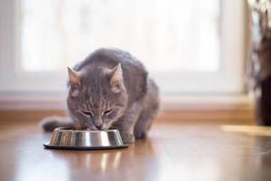 Котенок очень часто просит кушать - советы врачей на каждый день