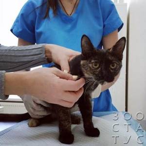 У кошки сводит задюю лапу - советы врачей на каждый день