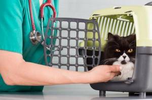 Кошка сошла с ума по улице - советы врачей на каждый день