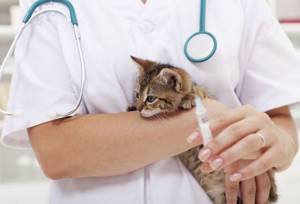 Понос у котенка - советы врачей на каждый день
