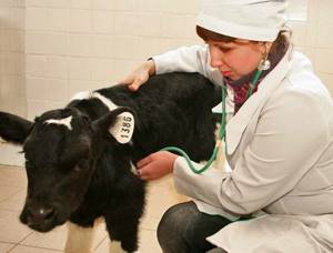 1,5 мес кашель у теленка - советы врачей на каждый день
