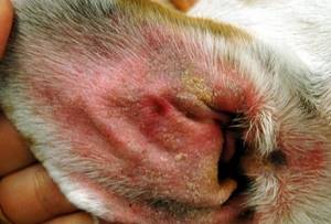 Гнилостный запах у собаки из ушей - советы врачей на каждый день