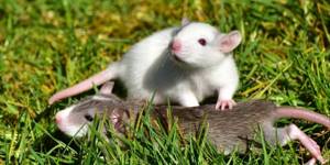 У крысы около паха появилась твердая шишка - советы врачей на каждый день