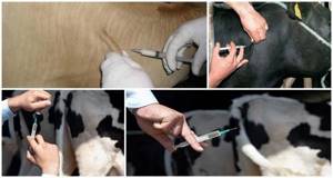 Прививки, можно делать стельным коровам? - советы врачей на каждый день