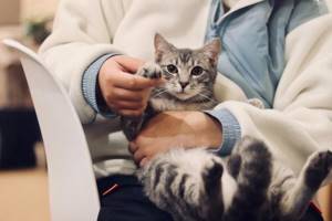 Проблемы со здоровьем у молодой кошки - советы врачей на каждый день