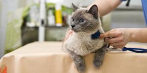 Можно ли стерилизовать кошку если она гуляется - советы врачей на каждый день