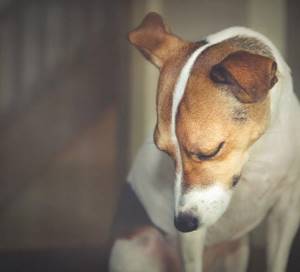 Недержание мочи у собаки - советы врачей на каждый день