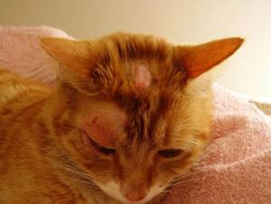 У котенка появились пятна на лапах - советы врачей на каждый день
