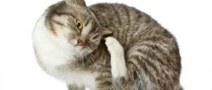 Постоянно чешется кошка - советы врачей на каждый день