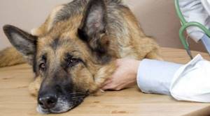 Собака болела чумкой - советы врачей на каждый день