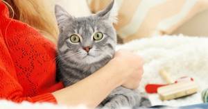 Непонятное поведение кошки - советы врачей на каждый день