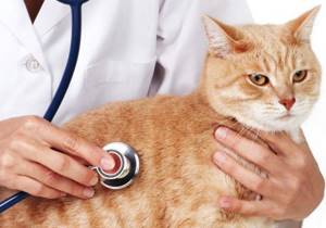 Кашель у кошки - советы врачей на каждый день