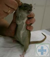 У крысы около паха появилась твердая шишка - советы врачей на каждый день