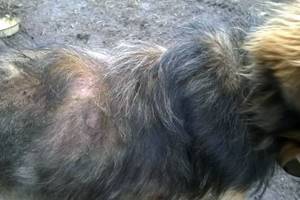 У собаки шелушится кожа и выпадает шерсть - советы врачей на каждый день