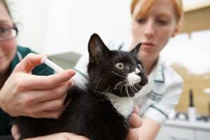 У кота Диабет? - советы врачей на каждый день
