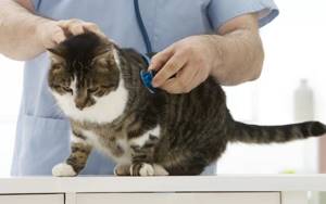У кота выпадает шерсть - советы врачей на каждый день