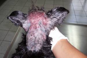 У собаки шелушится кожа и выпадает шерсть - советы врачей на каждый день